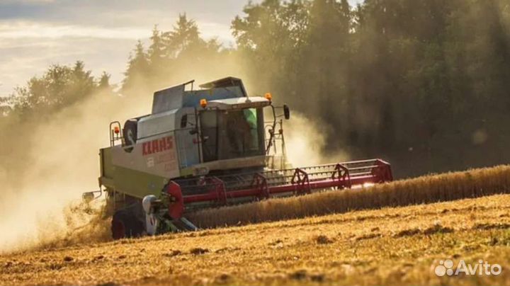 Уборка урожая комбайнами Claas. Пшеница. Кукуруза