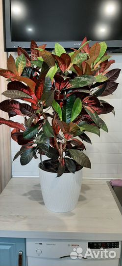 Продам кодеум