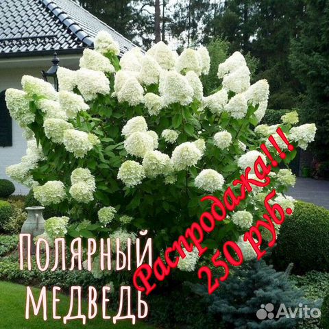 Гортензия метельчатая купить в Челябинске | Товары для дома и дачи | Авито