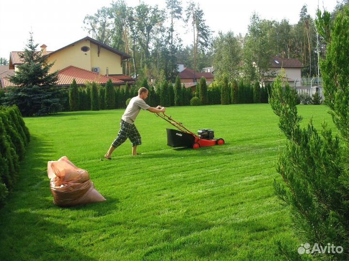 Рулонный газон с укладкой