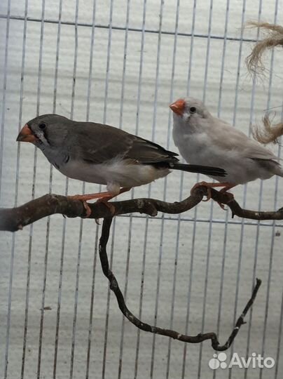 Амадины зебровые