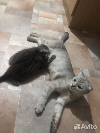 Кошки породистые к лотку приучины