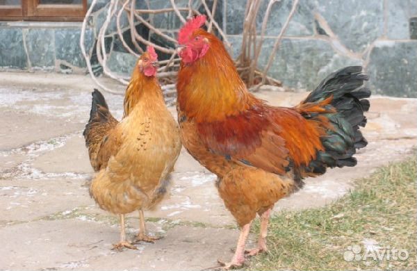 Кучинская юбилейная и московская черная