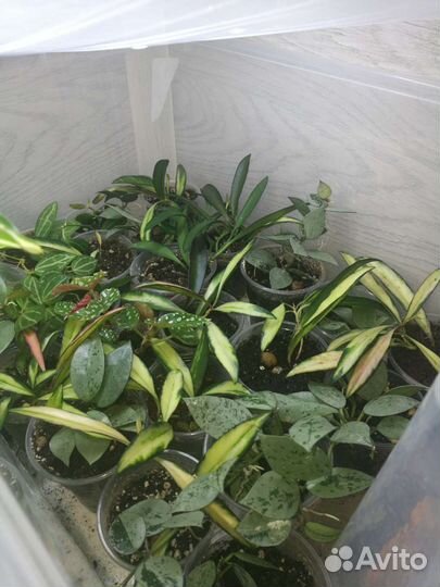 Хойя сортовые