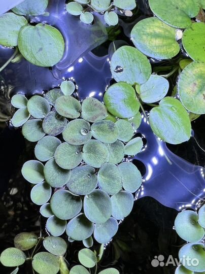 Аквариумные растения