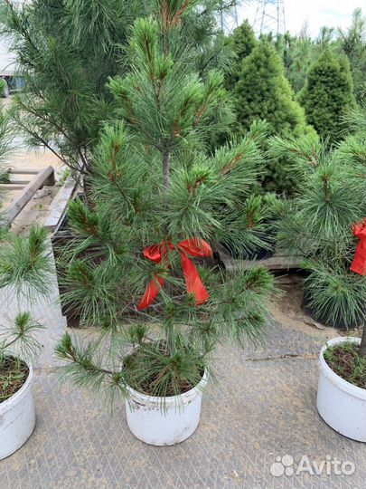 Саженец кедра Сибирского 13 лет