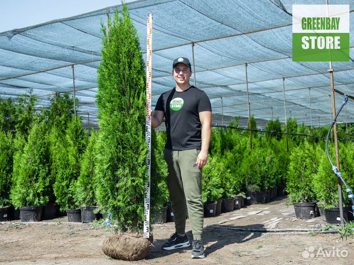 Туи смарагд 2 м свежая копка 2023