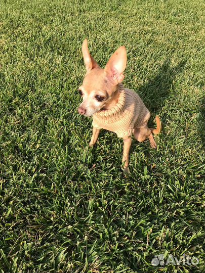 Одежда для собак