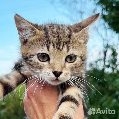 Котенок мраморный девочка