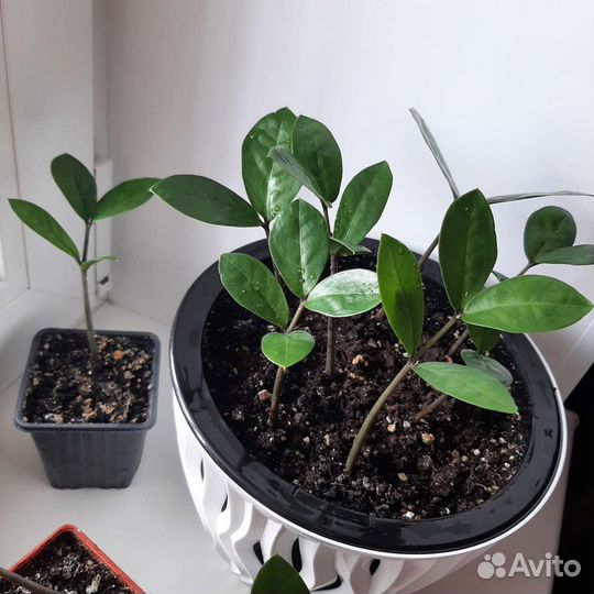 Замиокулькас (долларовое дерево)