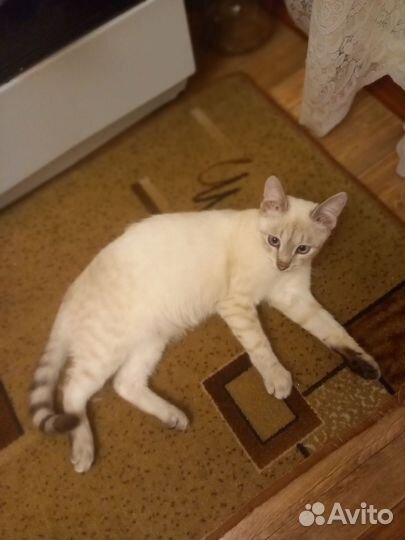 Кошка в дар