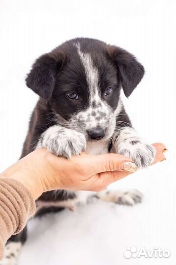 Щенок мальчик в дар
