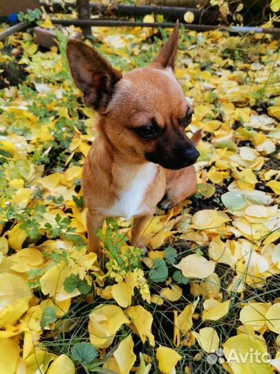 Вязка Чихуахуа