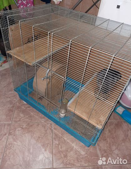 Шиншилла с клеткой