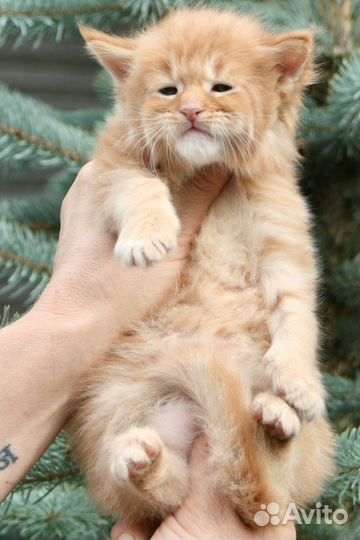 Мейн кун котята