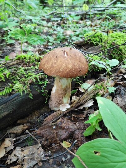 Участок 30 сот. (ИЖС)