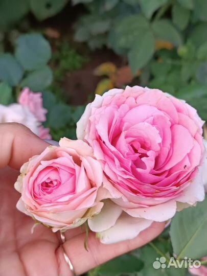 Саженцы Роз 3 летки