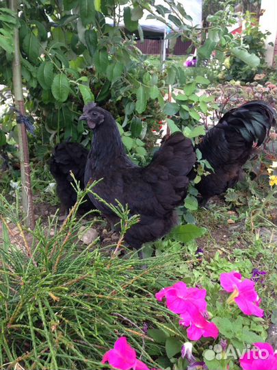 Инкубационное Яйцо Ухейилюй