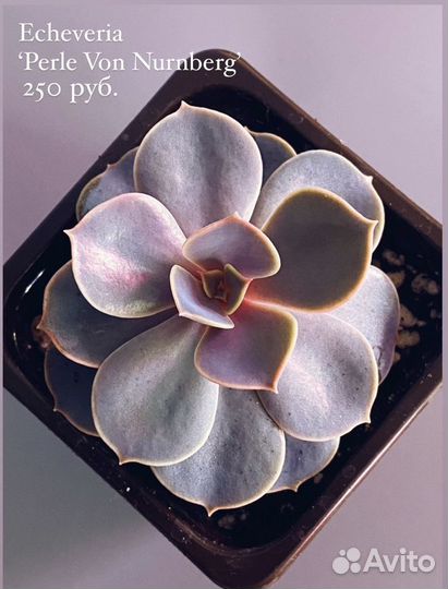 Суккуленты большой выбор