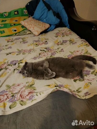 Кошка британка вислоухая