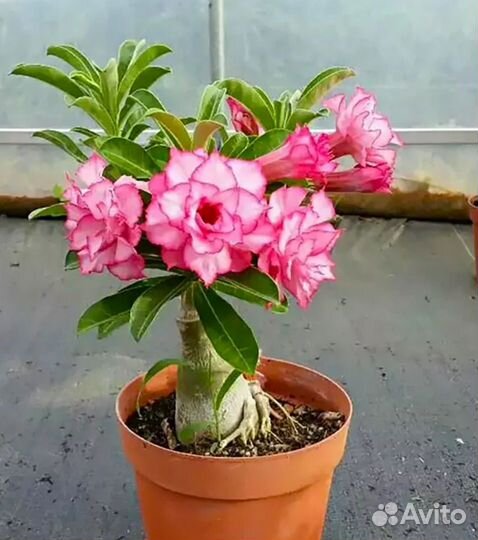 Комнатные цветы