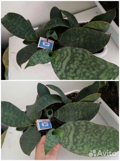 Сансевиерия Масониана Виктория Конго