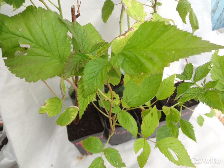 Саженцы крупноплодной малины