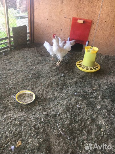 Молодые петушки