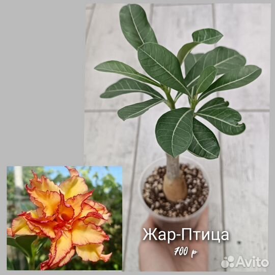 Адениум прививки