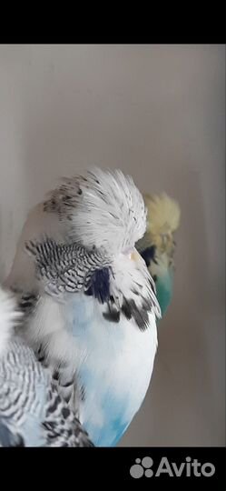 Попугай ввп чехи