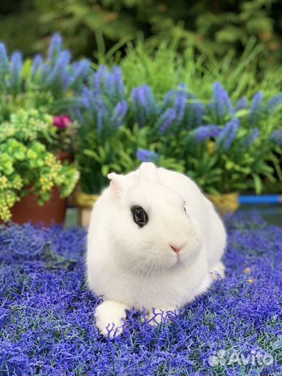 Кролик хотот самец