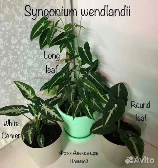 5 видов сингониум вендланда