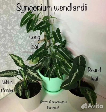 5 видов сингониум вендланда
