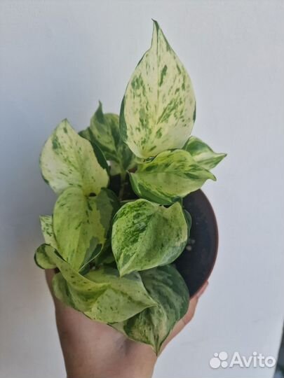 Комнатные растения