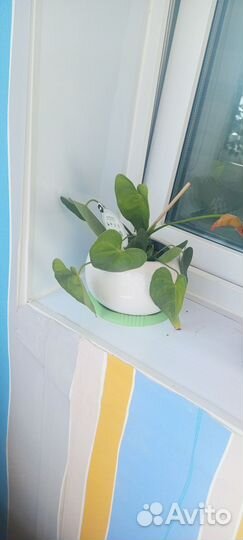 Цветок мужское счастье спатифилион