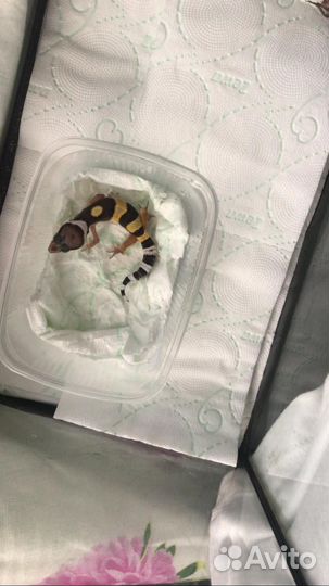 Геккон эублефар