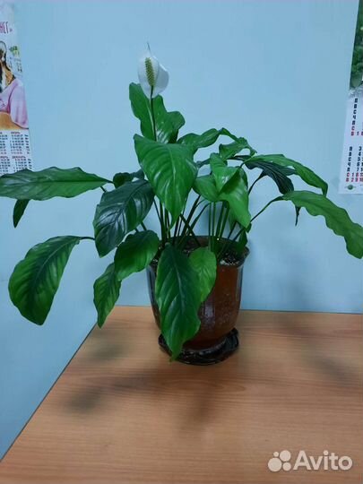 Спатифиллум
