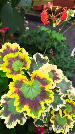 Пеларгония герань