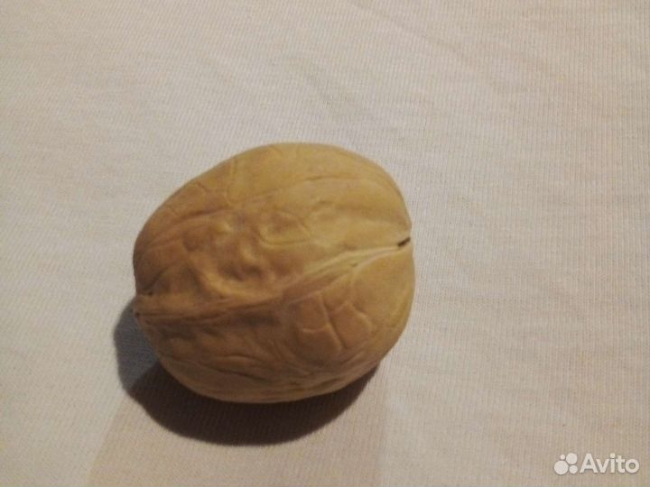 Трехстворчатый грецкий орех