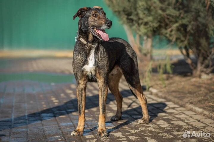 Собака в добрые руки Дунай