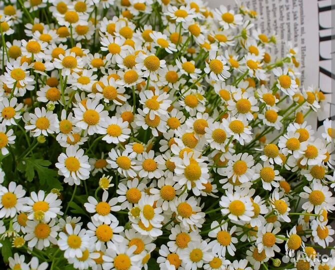 Матрикария букет
