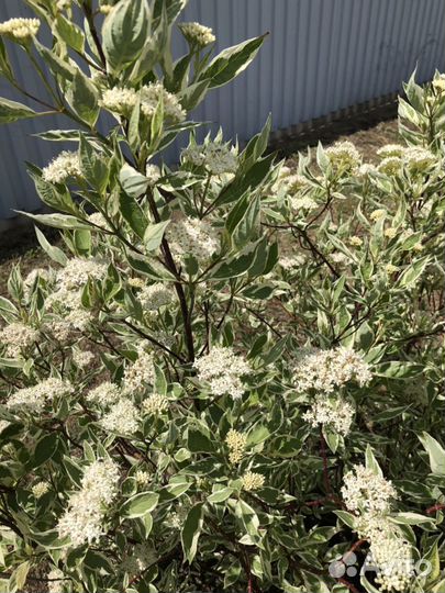 Дерен, Форзиция, Бересклет