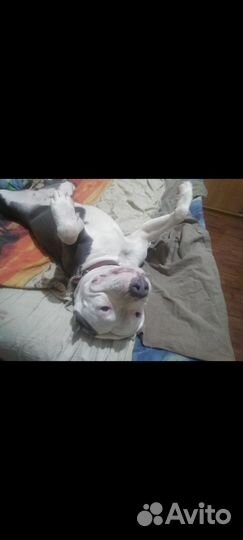 Отдам в добрые руки