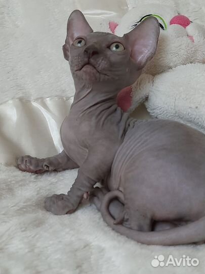 Очаровашка