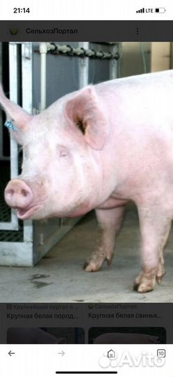 Искусственное осеменение