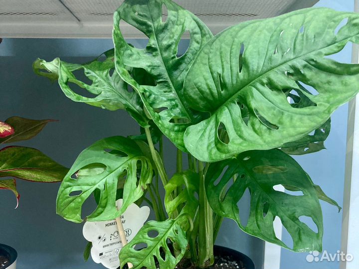 Монстера Манки в кашпо