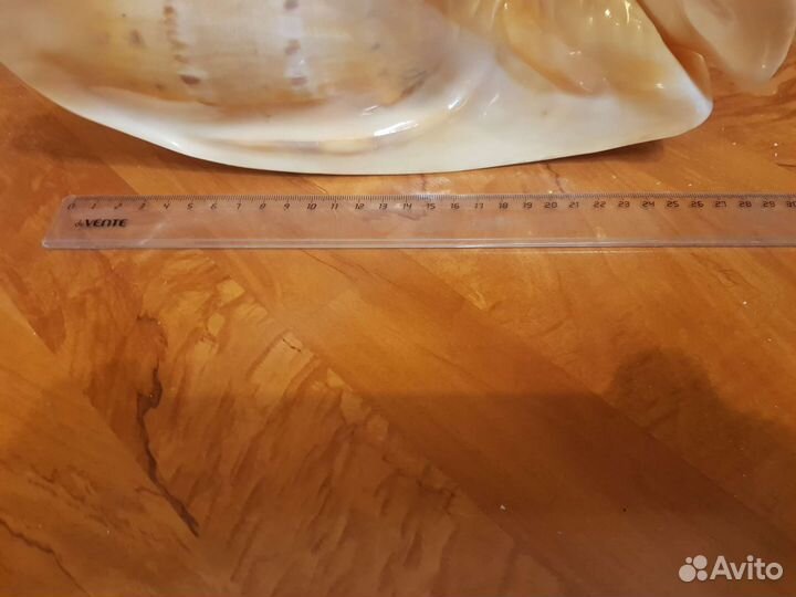 Огромная ракушка