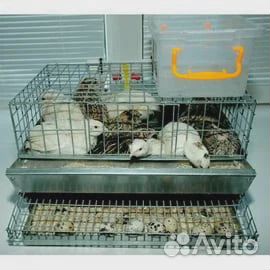 Клетки для перепелов