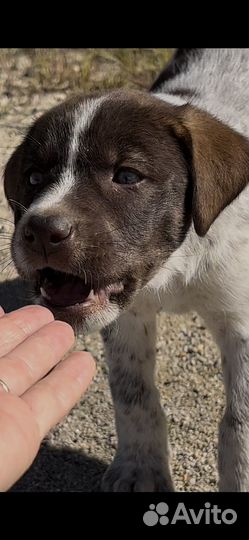 Щенок в добрые руки