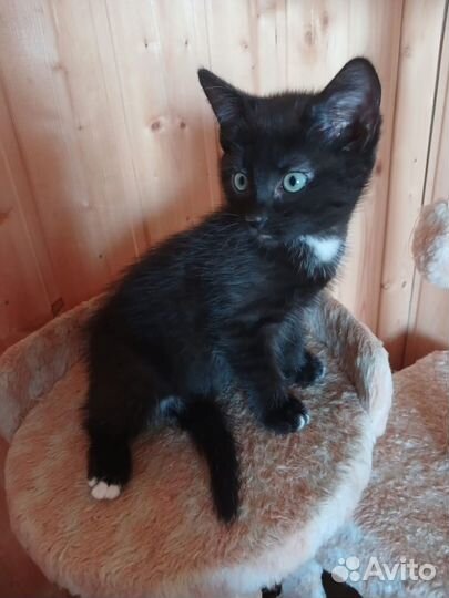 Отдам котенка